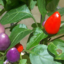 ornamental chillies