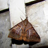 Erebid moth