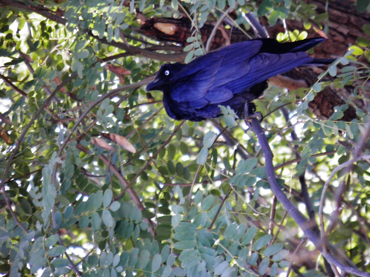 Australian Crow