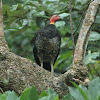 Australian Brush-turkey