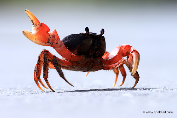 Blackback Land Crab Project Noah