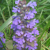 Bugleweed