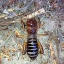 Jerusalem Cricket