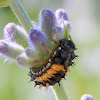 ladybeetle larvae