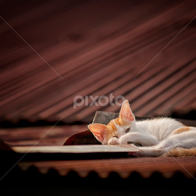 peek by Ian Reducer - Animals - Cats Kittens