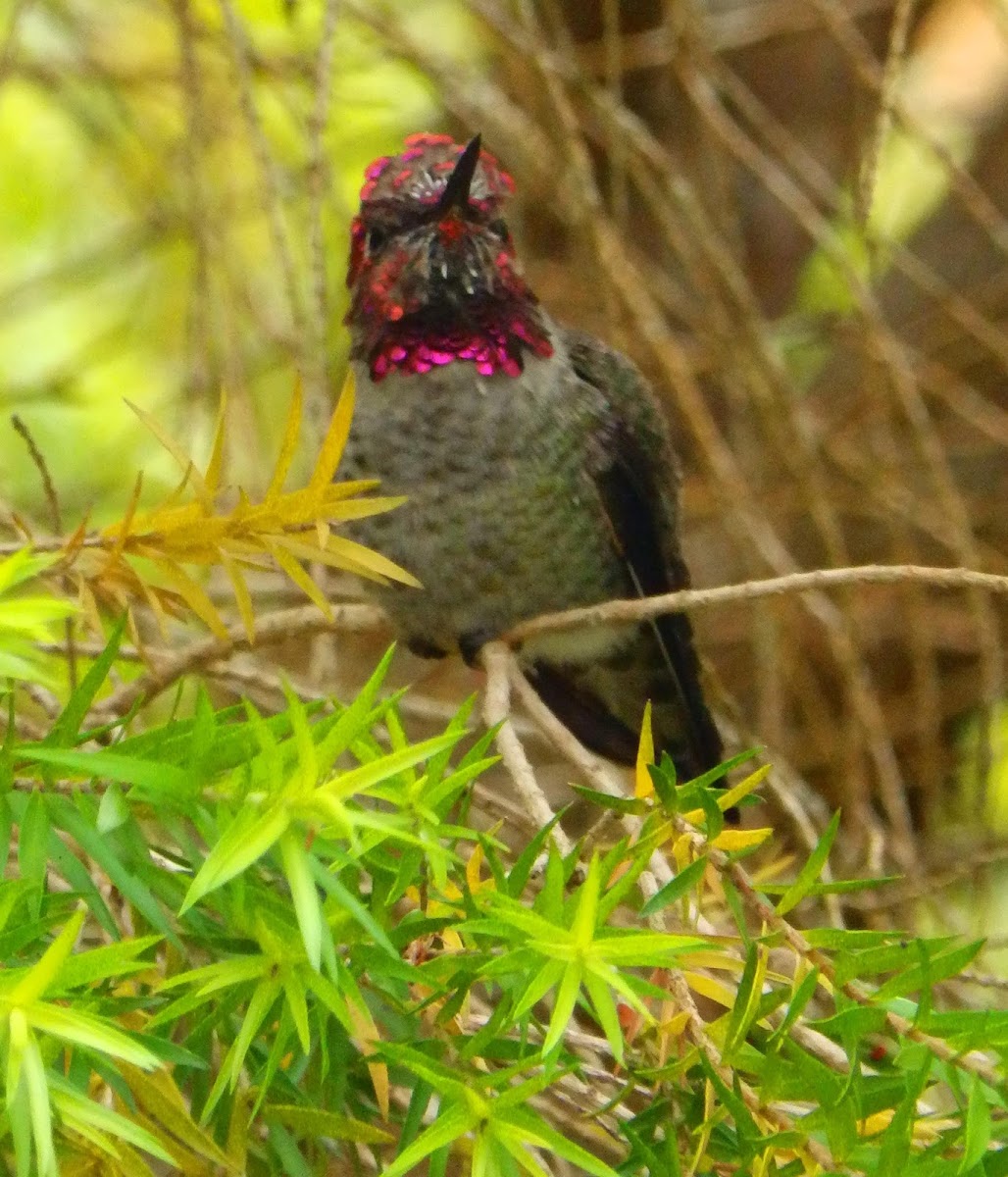 Anna´s hummingbird male