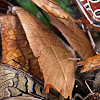 Falcate Red Charaxes