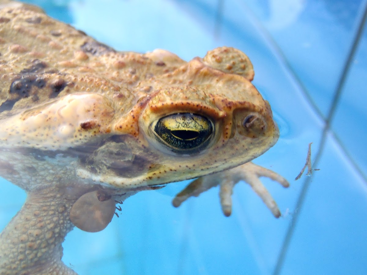 Sapo, Cane toad