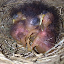 Eastern Bluebird