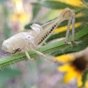Grasshopper species