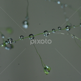 by Pani Indra - Nature Up Close Water