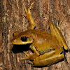 Common Indian Tree Frog