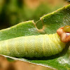 Defensive regurgitation / Skipper butterfly Caterpillar