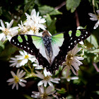 Macleay's Swallowtail Butterfly