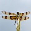 Banded Pennant