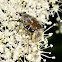 Hairy Flower Scarab