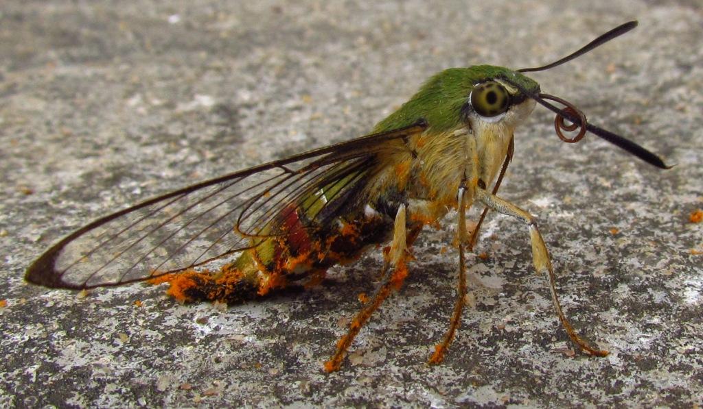 Pellucid Hawk Moth