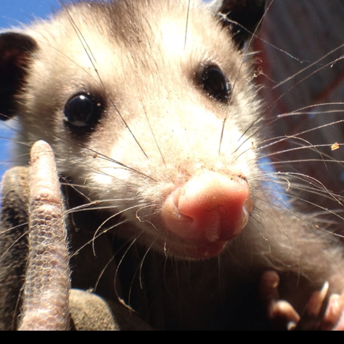 Opossum or possum