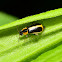 Soft-Winged Flower Beetle