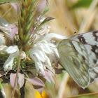 Checkered White Butterfly
