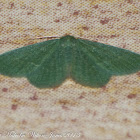 Emerald Moth