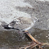 Laughing Gull (Juvenile)