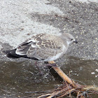 Laughing Gull (Juvenile)