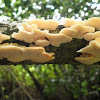 Hongo. Fungus