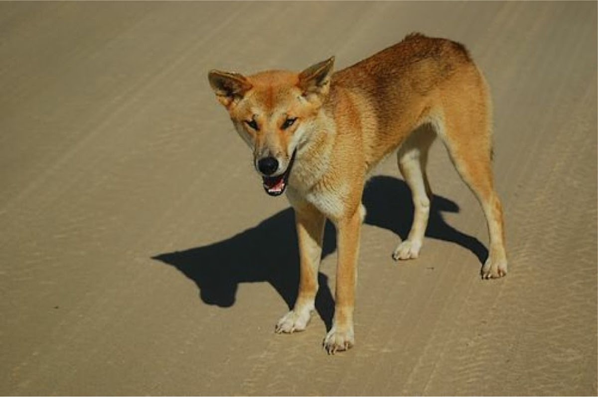 Feral Dog or hybrid
