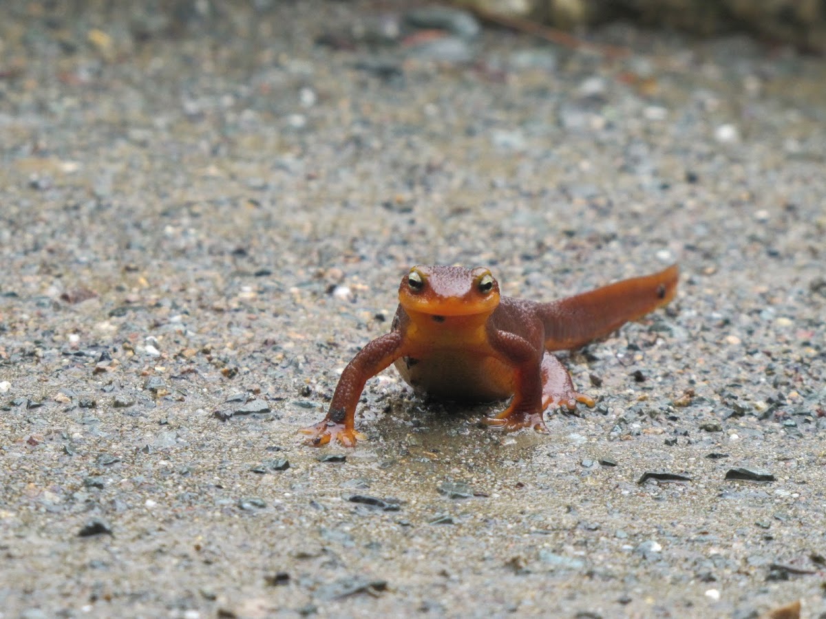 (California newt)
