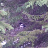 Black-billed Magpie