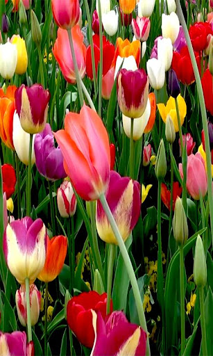 Tulip live wallpaper