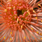 Red pincushion protea