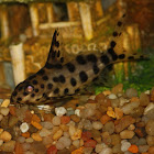 Ocellated Synodontis