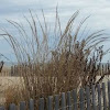 American Beach Grass