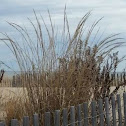 American Beach Grass