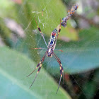 Golden Silk Orb-weaver spider