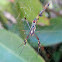 Golden Silk Orb-weaver spider