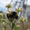 buff-tailed bumblebee; abejorro