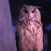 Eurasion Eagle Owl