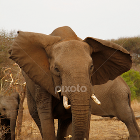 Overprotective Mommy by Gerhard Strydom - Animals Other Mammals