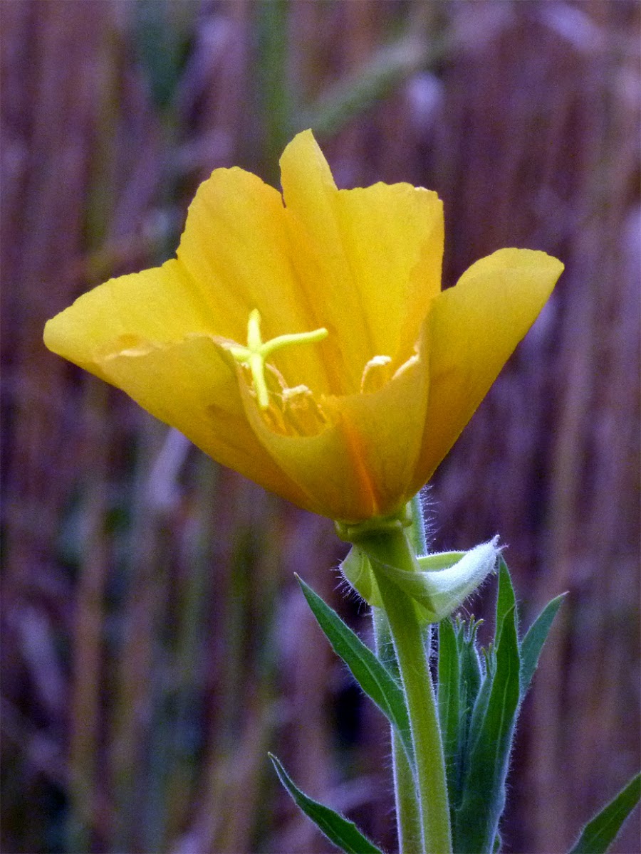 Onagra (Evening Primrose) Project Noah
