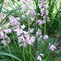 Wood Hyacinth