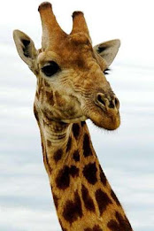 Giraffe Puzzle poster 1