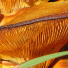 Jack o' lantern Mushrooms