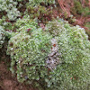 Pincushion / White Cushion Moss