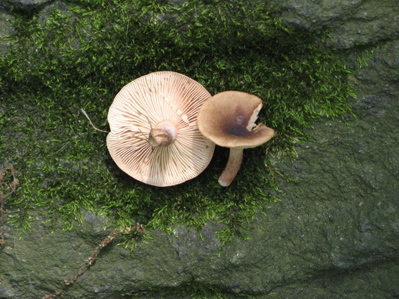 eastern oak milk cap Lactarius