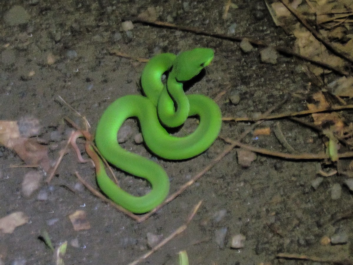 Green Pit Viper