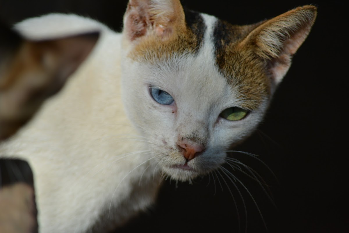 Odd eyed feral cat