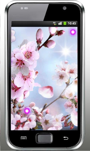 Sakura Bunga live wallpaper